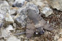 Macroglossum stellatarum