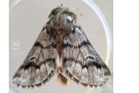 Thaumetopoea pityocampa