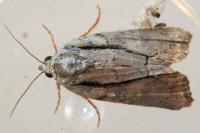 Bryophila raptricula