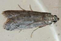 Ephestia