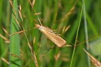 Agriphila straminella