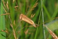Agriphila straminella