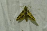 Hyles euphorbiae