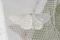 Idaea subsericeata