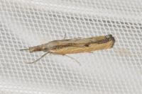 Agriphila inquinatella