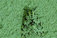 Lymantria monacha