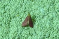 Pyrausta inornatalis
