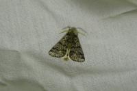 Thaumetopoea pityocampa
