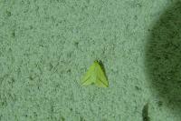 Rhodometra sacraria