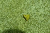 Rivula sericealis