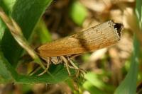 Pediasia contaminella