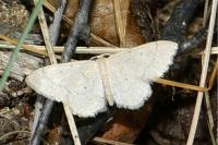 Idaea biselata