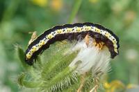 Cucullia lucifuga
