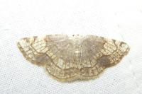 Stegania trimaculata