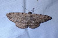 Hypomecis punctinalis