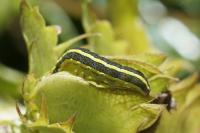 Ceramica pisi