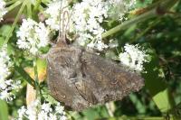 Polia bombycina