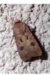 Agrotis exclamationis exclamationis