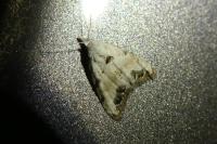 Nola infantula