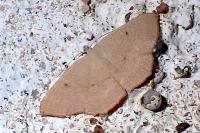 Cyclophora puppillaria