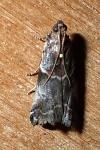 Acrobasis suavella