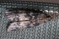 Euzophera pinguis