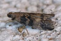 Euzophera pinguis