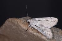 Dichagyris candelisequa
