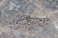 Eupithecia gemellata