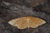 Idaea rufaria