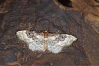 Idaea rusticata
