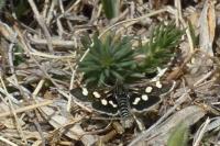 Eurrhypis pollinalis