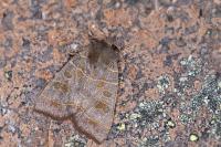 Ipimorpha subtusa