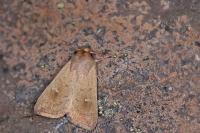 Mythimna ferrago