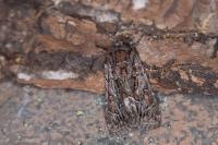 Thalpophila matura