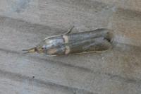 Etiella zinckenella