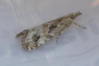 Euchromius cambridgei