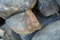 Agrotis trux