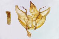 Charissa obscurata obscurata