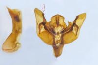 Chersotis oreina