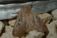 Conistra rubiginosa