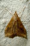 Udea ferrugalis