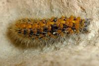 Euplagia quadripunctaria