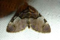 Anticlea derivata