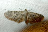 Eupithecia dodoneata