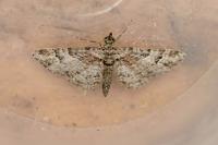 Gymnoscelis rufifasciata