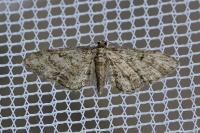 Eupithecia
