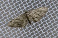 Eupithecia