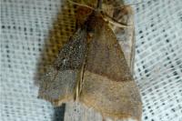 Hypena proboscidalis