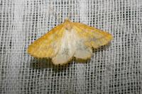 Aspitates ochrearia